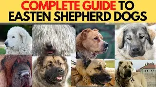 Eastern Shepherd (LGD) dogs - COMPLETE GUIDE