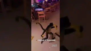 Дерзкое ограбление кафе 🙊
