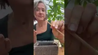 СЕЕМ ПЕТУНИЮ / от семян до первых всходов