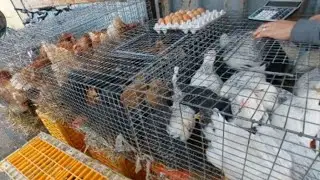 Підкупили молоденьких курочок, побазарували. 🐔🐓
