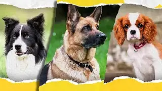 Если хотите завести собаку — посмотрите это видео 🐶