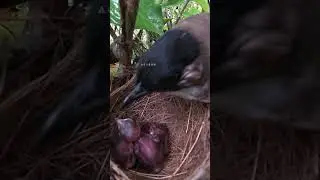 How does a mother bird protect against rain? Bury head under wings鸟妈妈是怎样防雨的？把头埋进翅膀下，卷成一个毛球 #birds