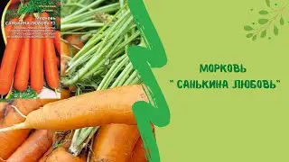 ☝🌿 Морковь 