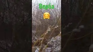Весна,Верба👍