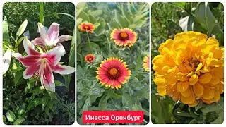 Дача в июле. Обзор, что цветет. Цветы на даче. Циннии, лилии, гайлардия 