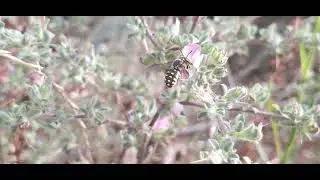 ‎@-earth.plants-animals   Ononis spinosa,rest-harrow,gjuhënusja ose rrëshqitëse me gjemba(2)
