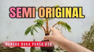 Nunggu Buka Puasa Part 10 || Merawat Bonsai Kelapa Gading Oren Semi Original