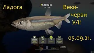 рр4! Ладога. Веки-черви!!!