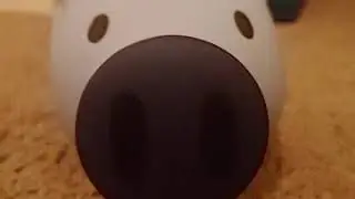 pig