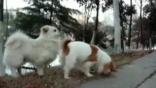 820 human and animal series have dog15