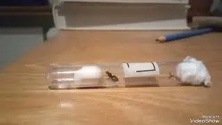Муравьиное видео: 70 подписчиков на канале, выведение серв из зимовки, виды и планы.