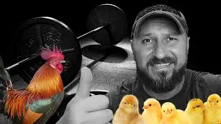 МЕЖГАЛАКТИЧЕСКИЙ ХИТ ПРО СТРИМ И ПЕТУШКОВ.