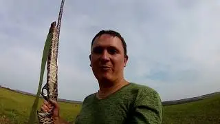 Охота на перепела с лабрадором в Ставропольском крае. Часть 1