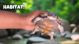How I Setup My African Sideneck Turtle Indoor Habitat