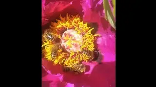 Весенние работы с пчелосемьями (зимовали две пчелосемьи в улье-лежаке через глухую перегородку).