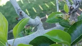 Multigrafted espaliered pear tree. Fire blight season
