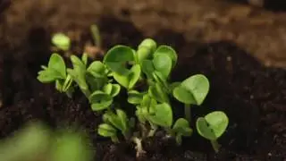 Акция Плантация. Таймлапс