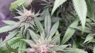 Day 42 Red Hot Blueberry