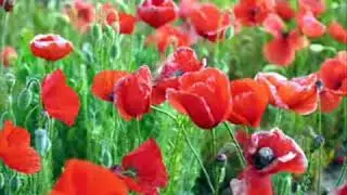 Amapola   Frank Pourcel