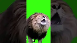 Angry lion roaring to hunt 