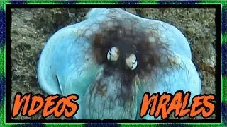 LOS MEJORES VÍDEOS VIRALES 4 :.