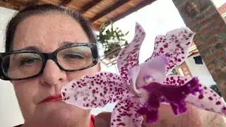 Orquídeas com a Noca está ao vivo!