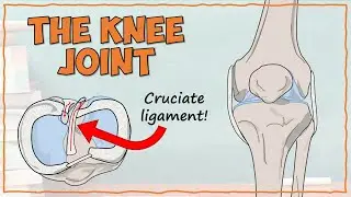 DETAILED Anatomy of the Knee Joint