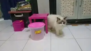 KUCING RAGDOL KIMI DAN ANAKNYA RAGDOL HITAM