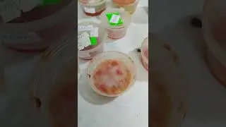Заготовка семян томатов. Самый простой способ.