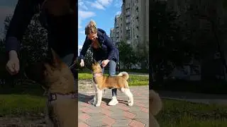 хендлинг американская акита. Первое занятие #akitapuppy #americanakita #американскаяакита #akita