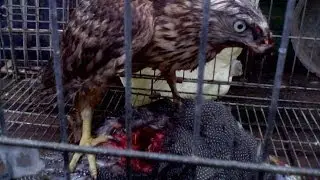 Негодяй пойман