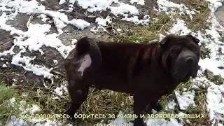 Наш пес, Лаки здоров.