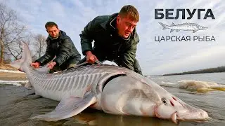 The beluga: the most expensive and largest fish of Russia | Fishery