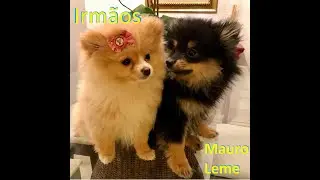 Irmãos - Mauro Leme