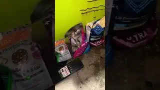 Petsmart dumpster in Toronto 