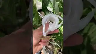 Adding stakes to fig tree for extra support