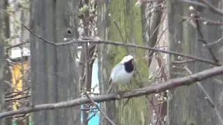 Кот и синичка