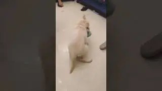 When you give your cutepuppy a slipper😍what he done? ❤🥺#shorts #short #youtubeshorts #cutepuppies❤