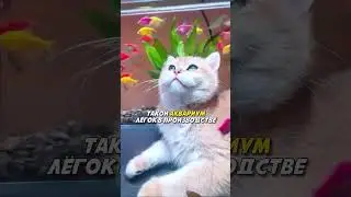 Аквариум с котиками и рыбками