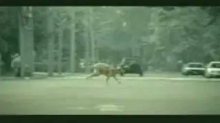 Dog Suicide Gone Wrong-Bridgestone Commecial!