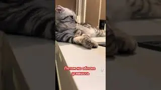 мысли котика