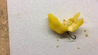 Experiment: Can You Germinate Seeds from a Frozen Pepper?
