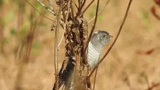 Кукушонок и его приемная мама