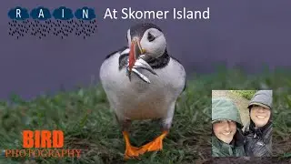 Rain At Skomer Island - Puffin Bird Photography | Rich and Gem Landscape & Wildlife Photography