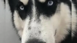 Мохнатая фрикаделька хаски. Видео хаски в квартире. Маша Космос