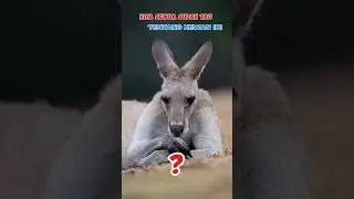 hewan endemik Australia #kanguru #spesies #wildlife