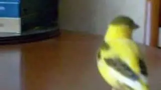 My Canary Freddy Misses Franco