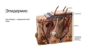 Питание при кожных заболеваниях (1 часть)