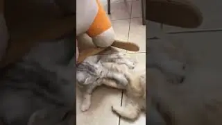 драка за еду