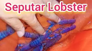 BUDIDAYA LOBSTER DI DALAM RUMAH